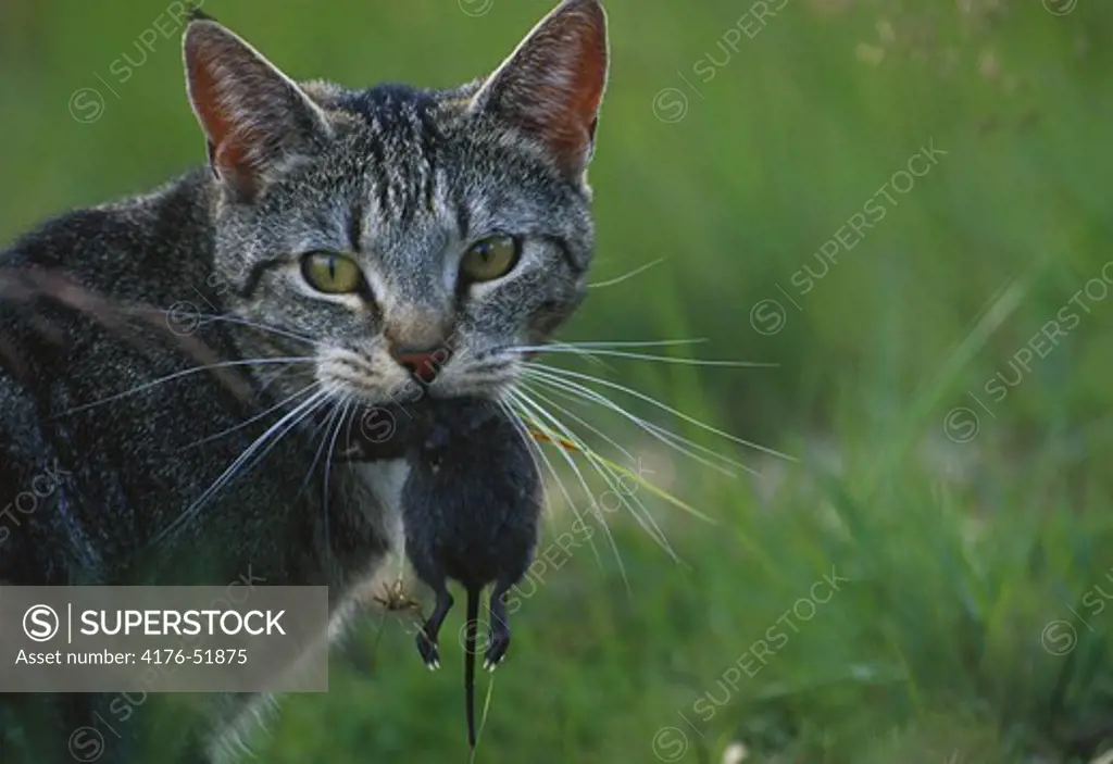 Cat with mouse in summer meadow, Vastra Gotaland in Sweden