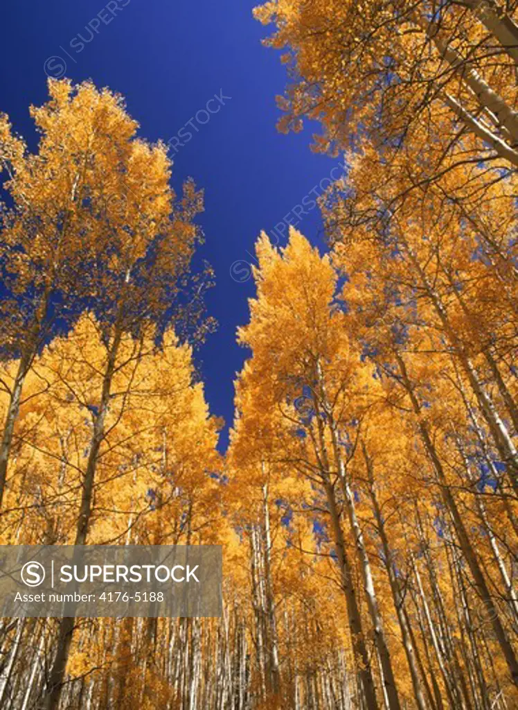 Birches with yellow autumn leaf