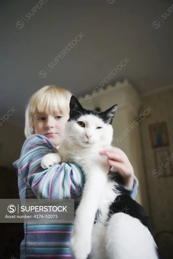 A cat looking into the camera while lifted up by a