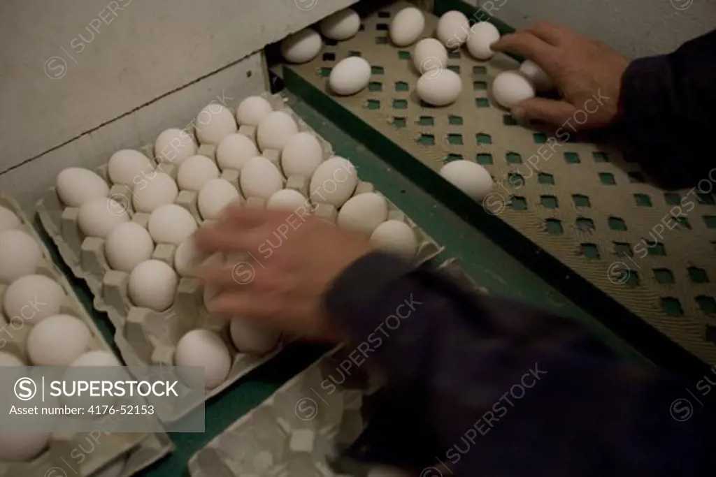 Äggproduktion