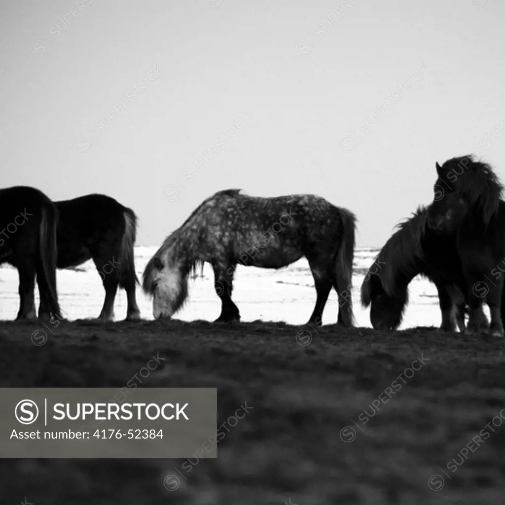 Horses. Iceland