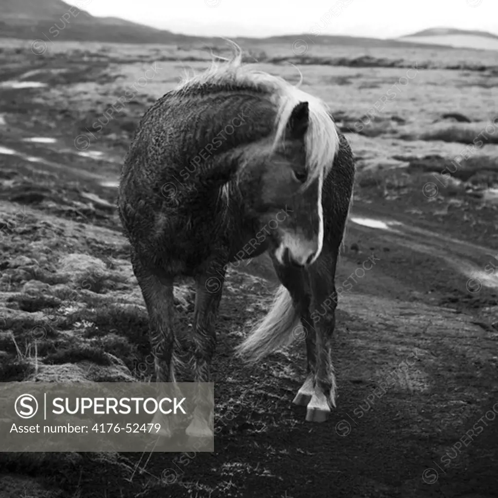 A iceladic horse, Iceland