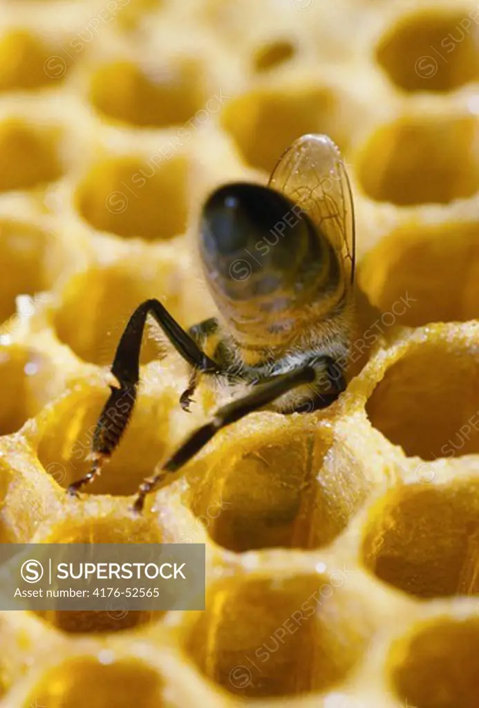 A bee collecting honey in the honeycomb