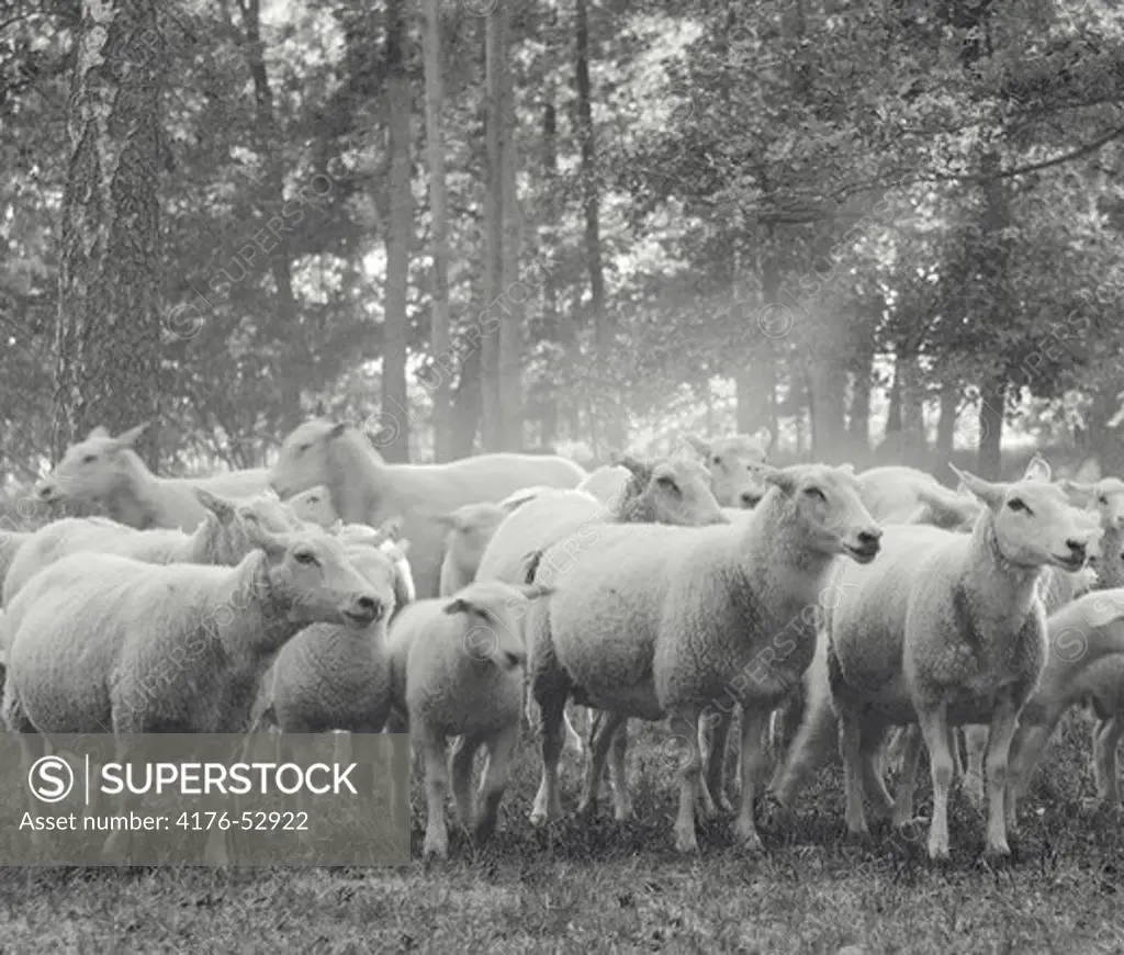 Flock of sheep, Sweden, 2008
