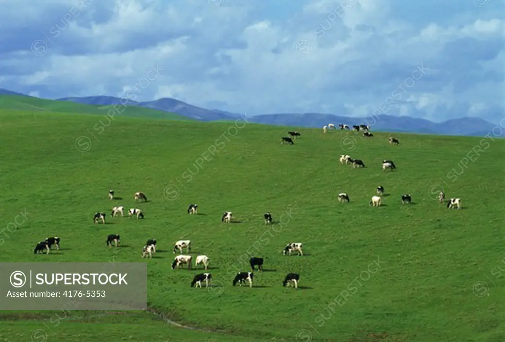 Herd of cows grazing in green California pastures