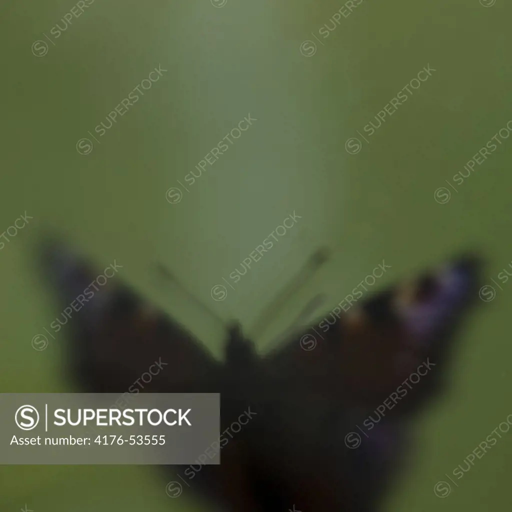 Close-up of a  butterfly