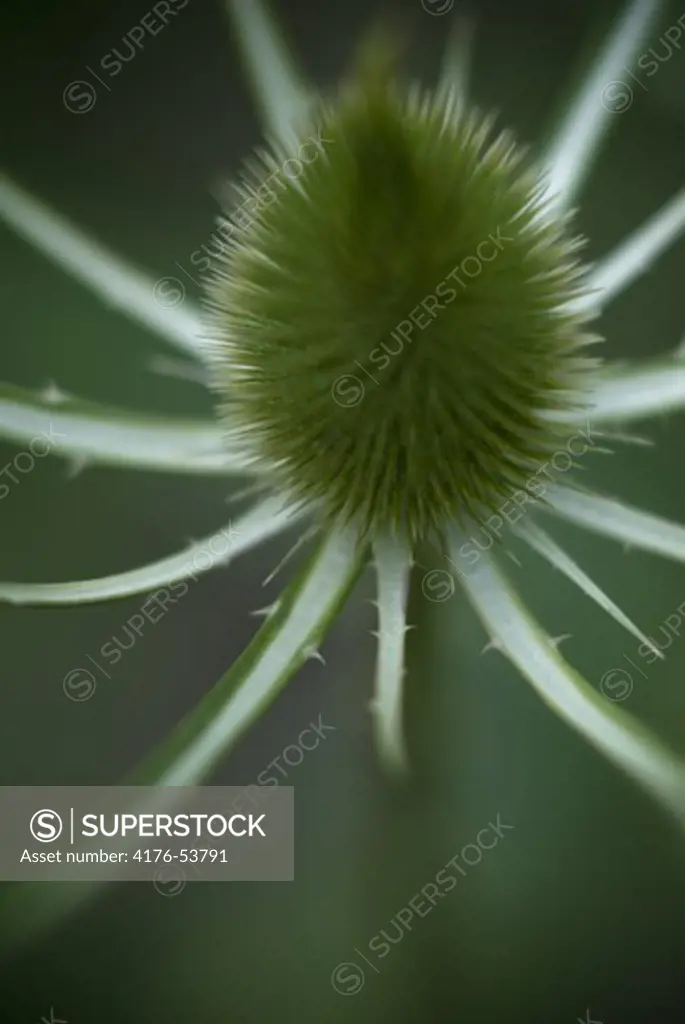 Close-up of a green flower in the Botanical Garden(