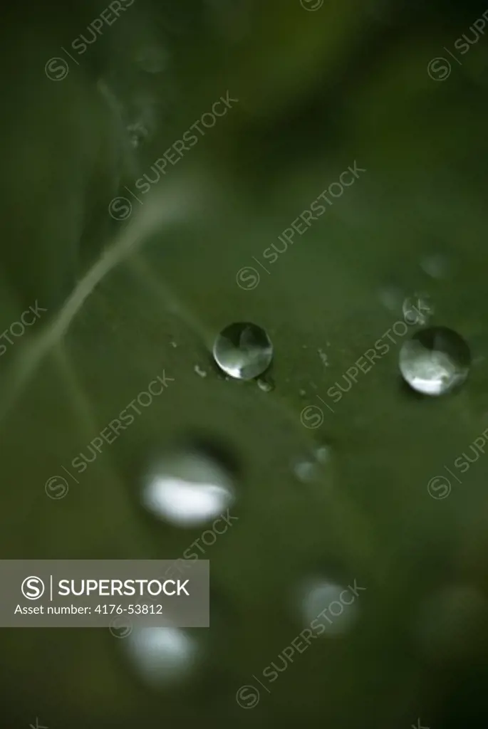 Waterdrops on a blade