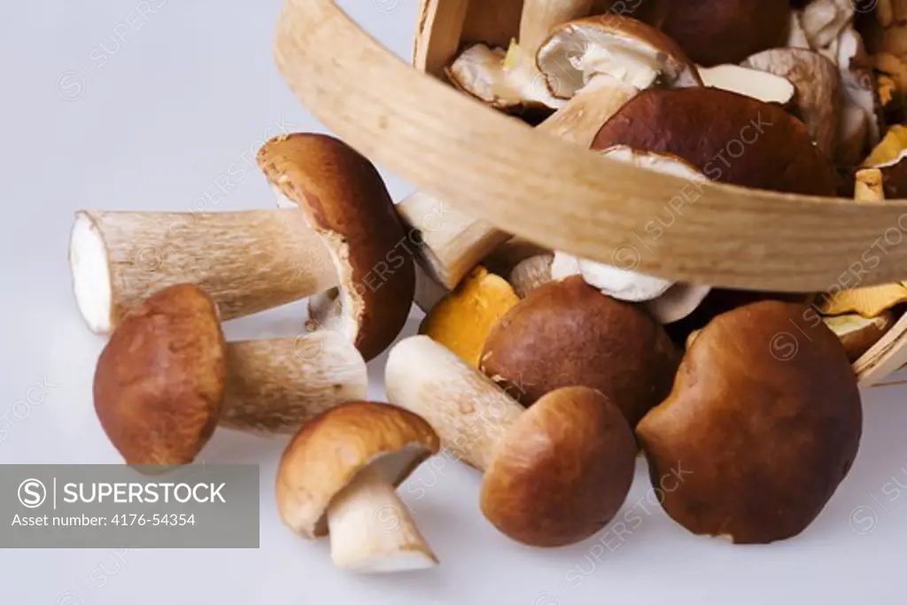 Basket with wild mushrooms.