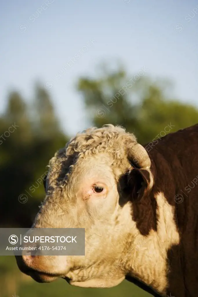 Portrait of a big bull.