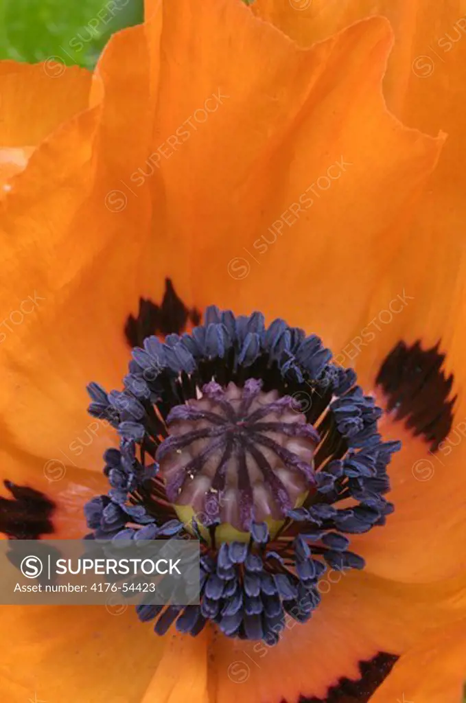 Close-up of a poppy