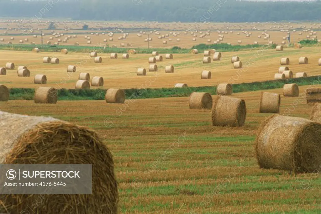 Fields of rolled hay on farms in Scotland
