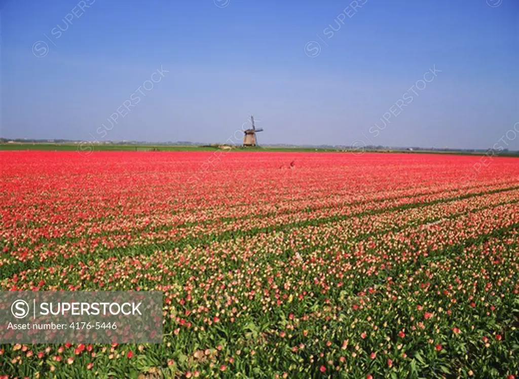 Ocean of red tulips with distant windmill near Stompetoren Holland