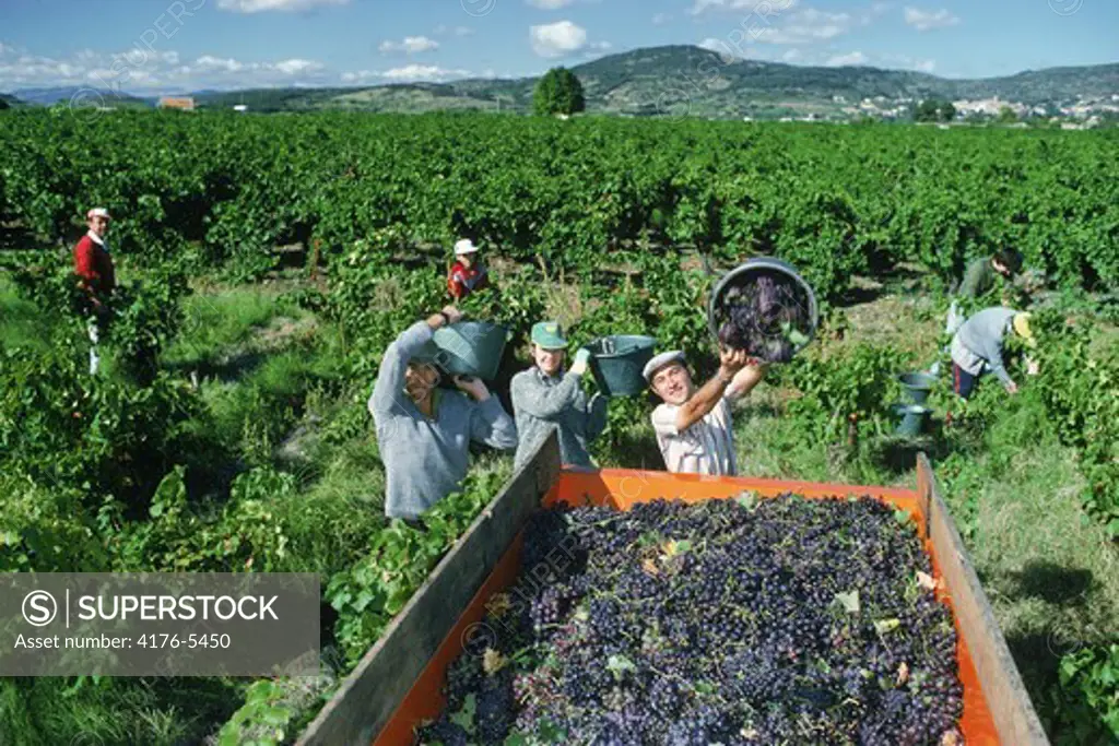 Wine harvesting in Southern France