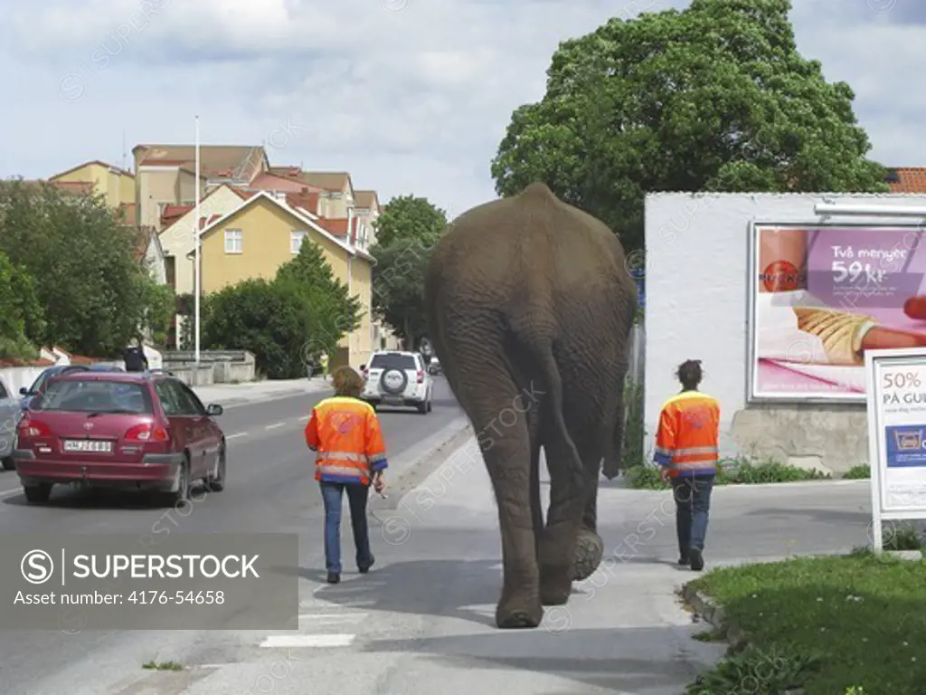 Elephant on her way to the circus. Visby, Gotland, Sweden