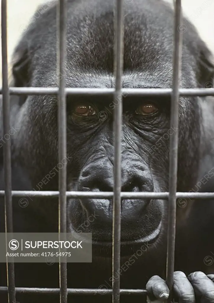 Gorilla bakom galler på zoo i London