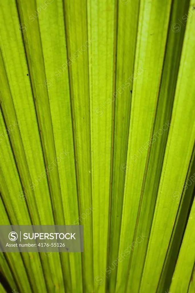 Close up of a leaf on a palmtree, Cosmolido Island, Seychelles.