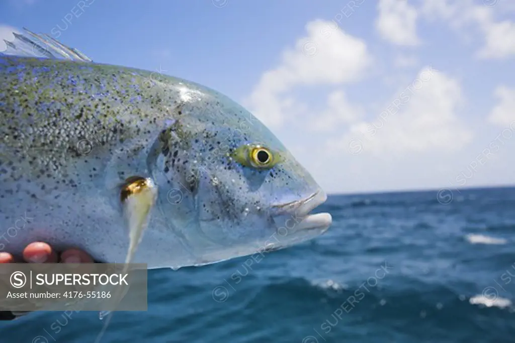 Bluefin trevally (fish), Cosmolido Island, Seychelles.