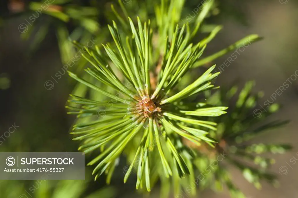 Tip of a pine tree