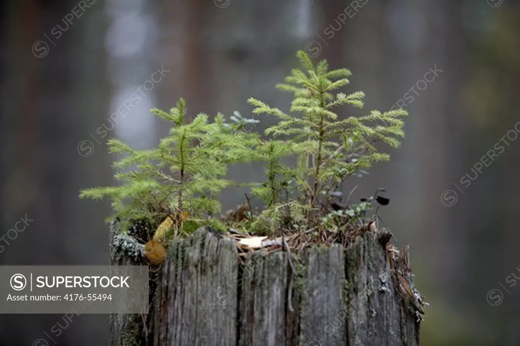 A small pine is growing on a stump. Sweden, Jämtland