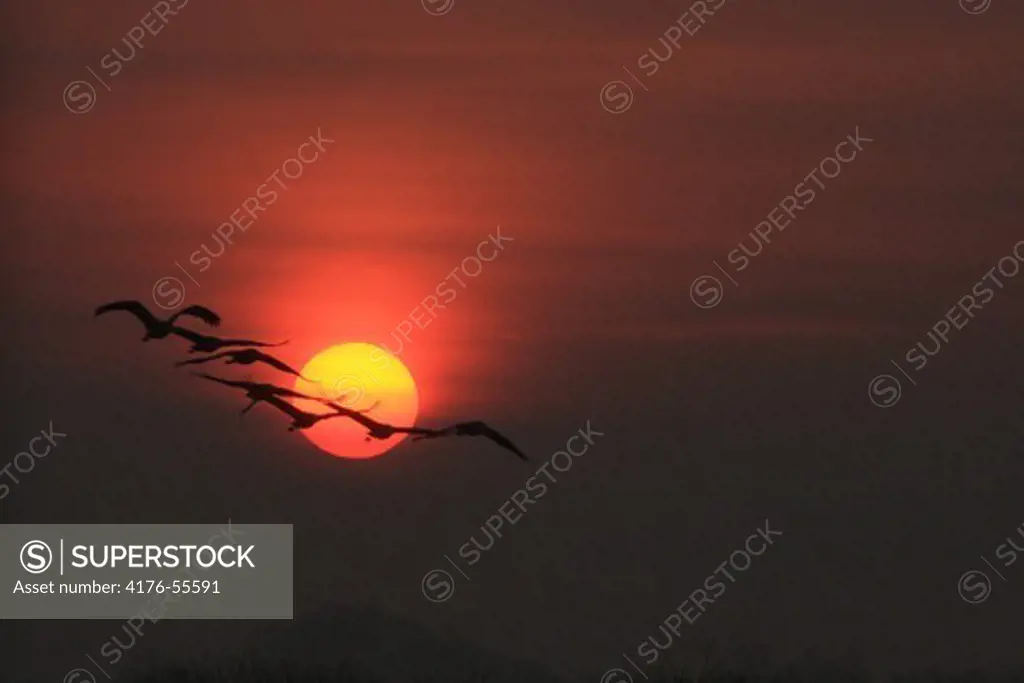 A crane flock in front of the sun at sunrise, Hornb