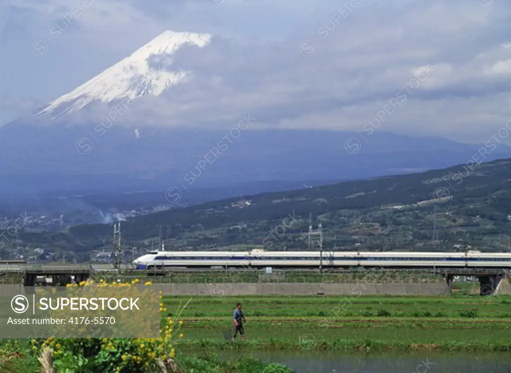 Shinkansen train passing Mount Fujiyama and rice paddies