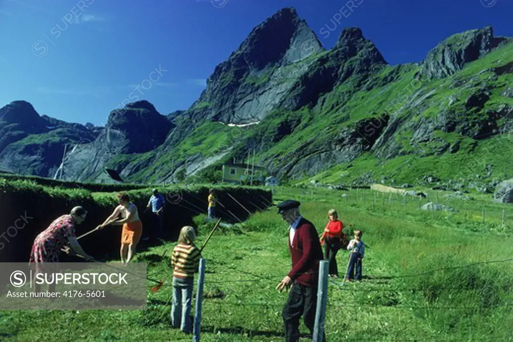 Family in Lofoten Islands during summer season harvest