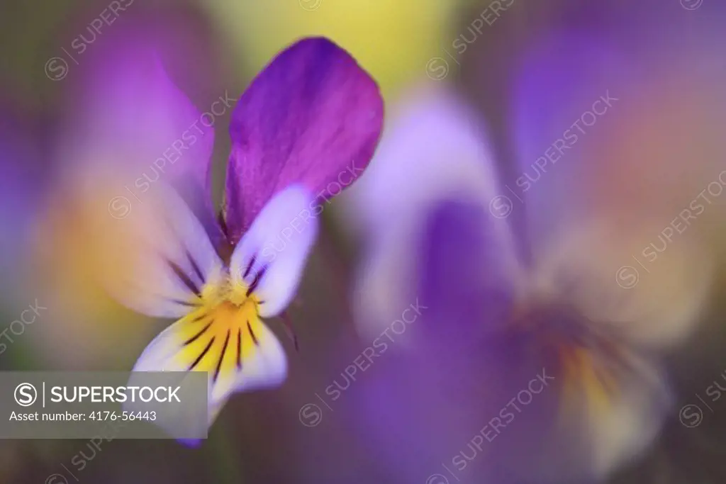 Wild pansy (Viola tricolor), Småland, Sweden, 4 May