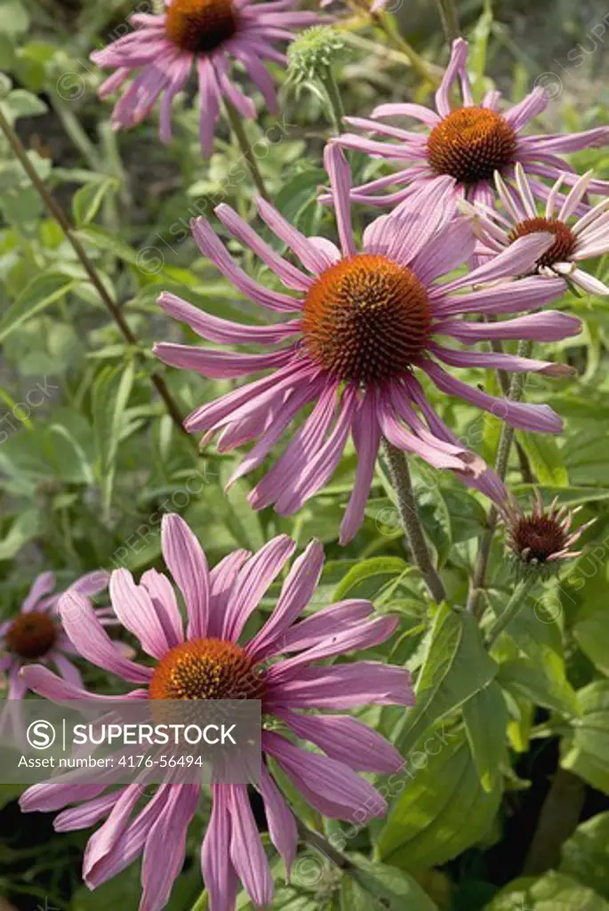 Echinacea growing in an allotment garden in Stockholm 2007