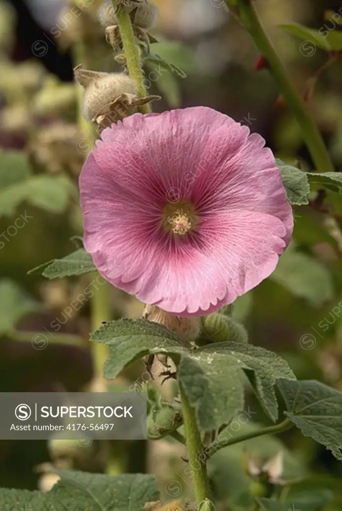Pink hollyhock in an allotmentgarden in Stockholm 2007