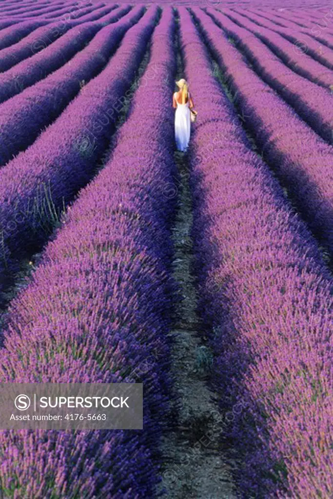 Lady in white dress in field of lavender in Provence