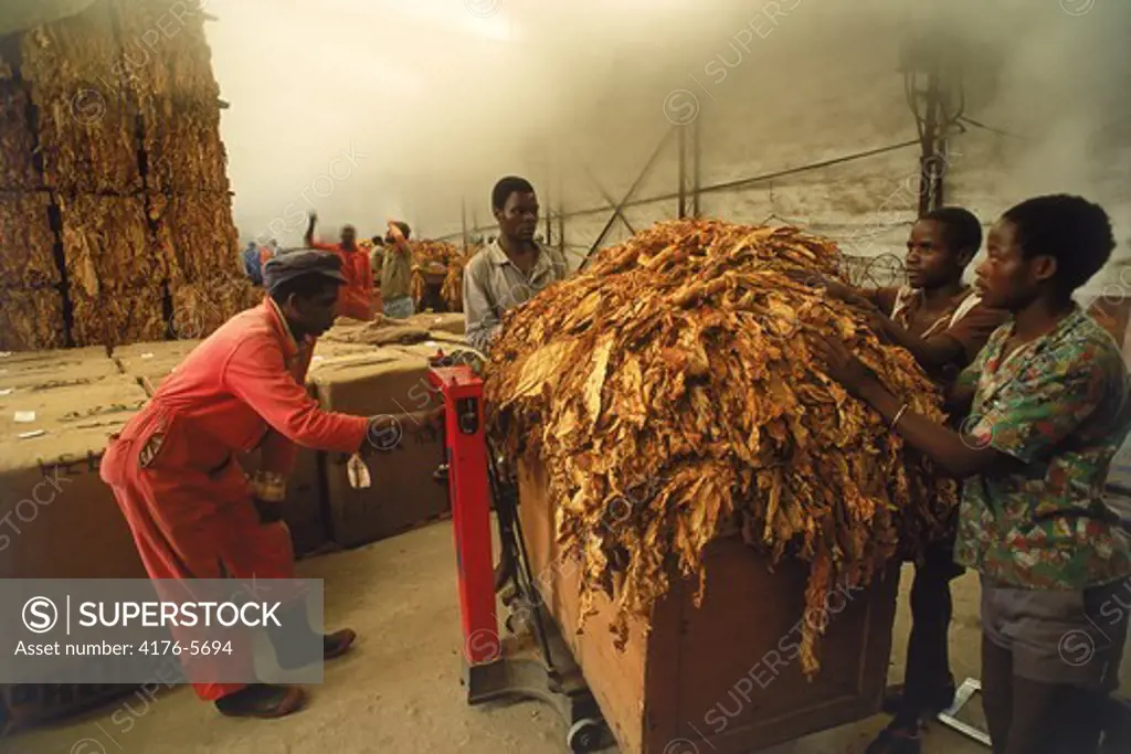 Curing house for grading sorting and weighing tobacco leaves in Zimbabwe