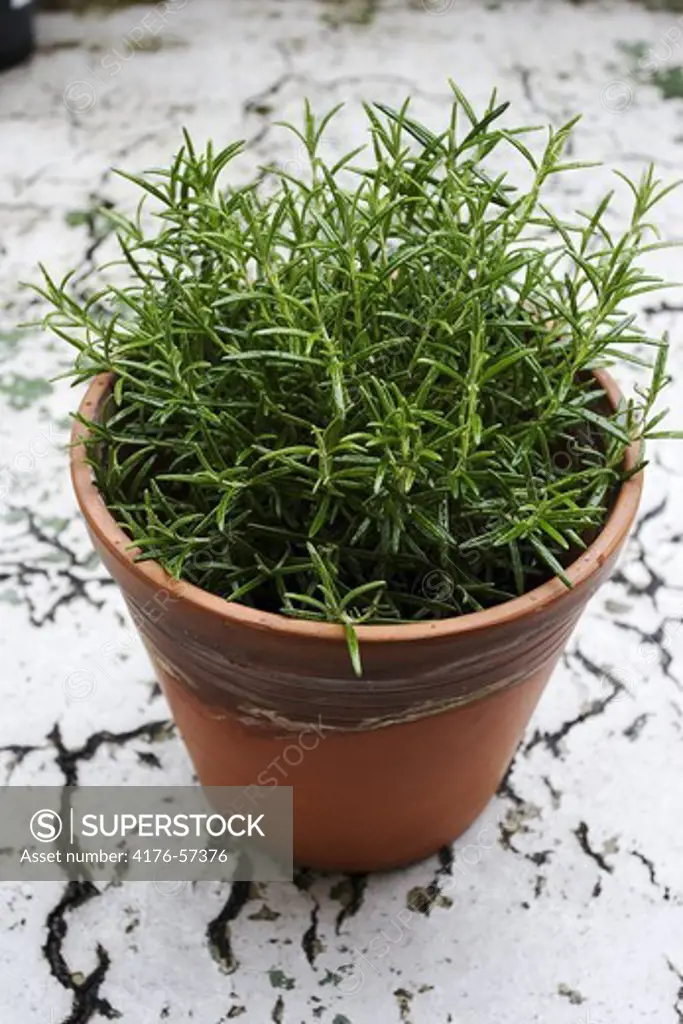 Thyme in a flower pot.