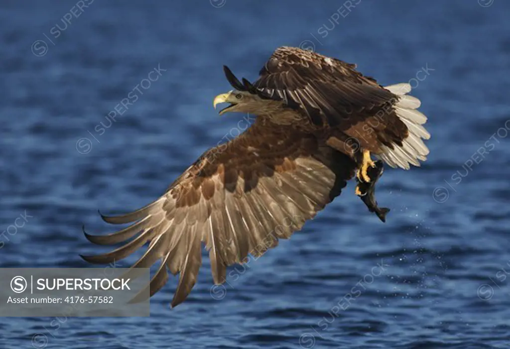 Eagle  Norway