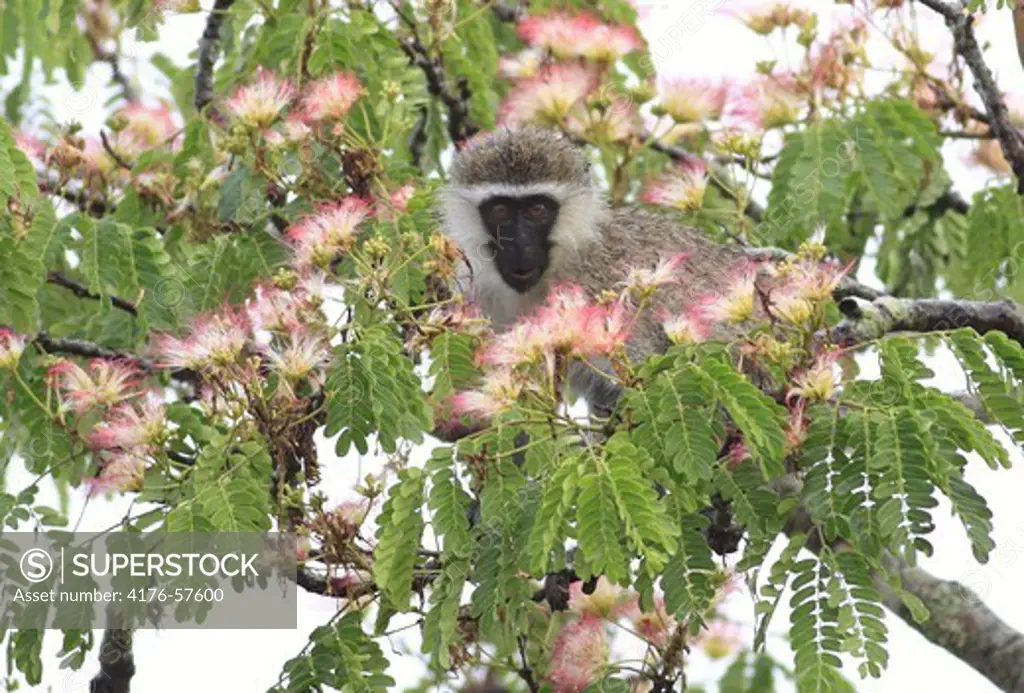 Vervet Monkey Ishasha Queen Elizabeth National Park Uganda