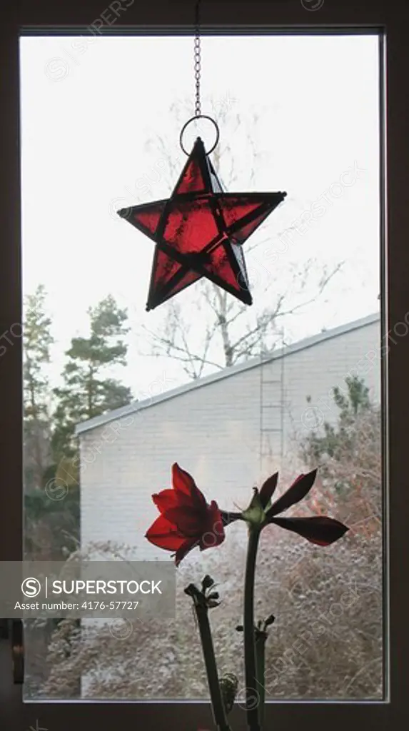 Window with Amaryllis-flower and christmas star