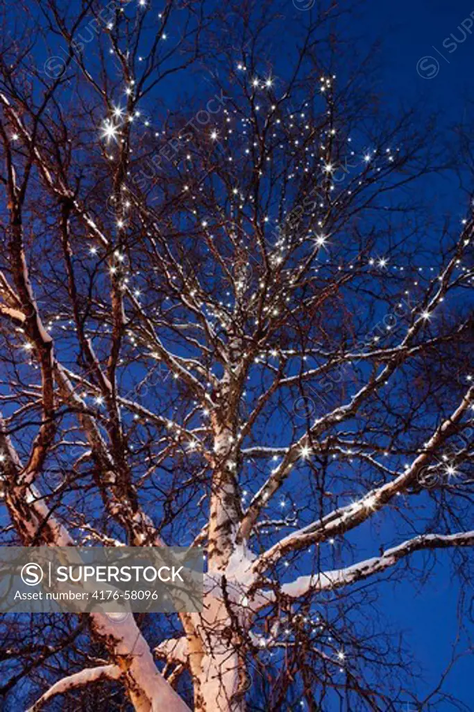 Birchtree with mini-bulb strand.Idre,Sweden