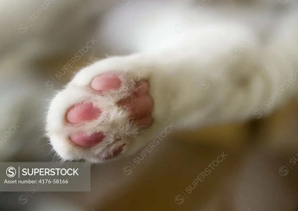Close-Up of a cat paw