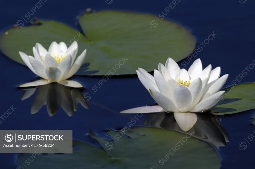 White water-lillies, (Södermanland), Sweden