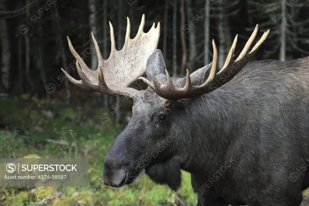 Moose Dalarna Sweden
