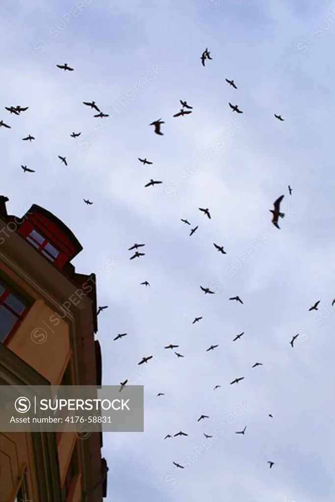 Seagulls in the sky, Gothenburg (Goteborg), Sweden.