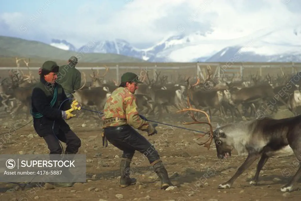 Lapps in Sweden using ropes to lasso reindeer in roundup pens above Arctic Circle