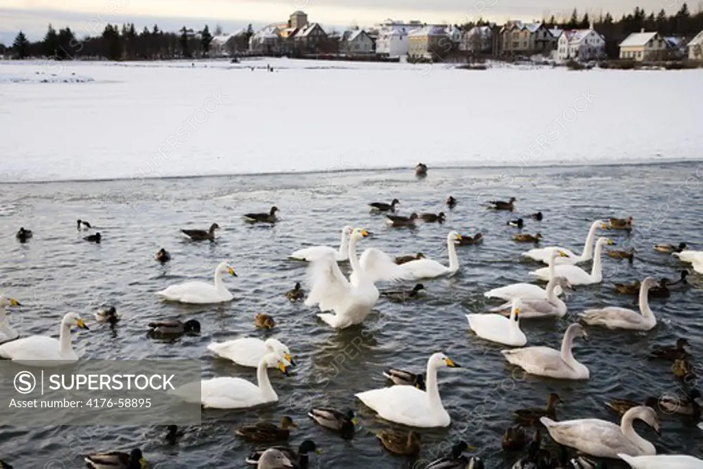 Swans and ducks on Tjornin lake.  Downtown Reykjavik Iceland