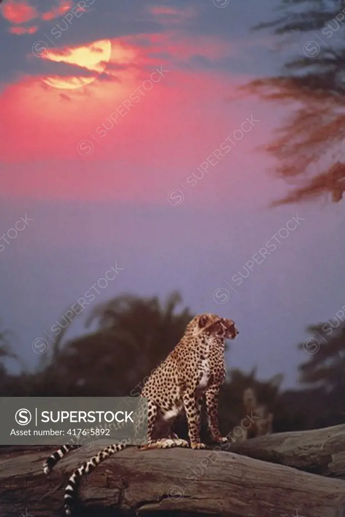 Pair of cheetahs perched on log in Masai Mara at sunset