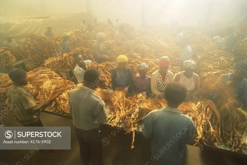 Curing house for grading and sorting and weighing tobacco leaves in Zimbabwe