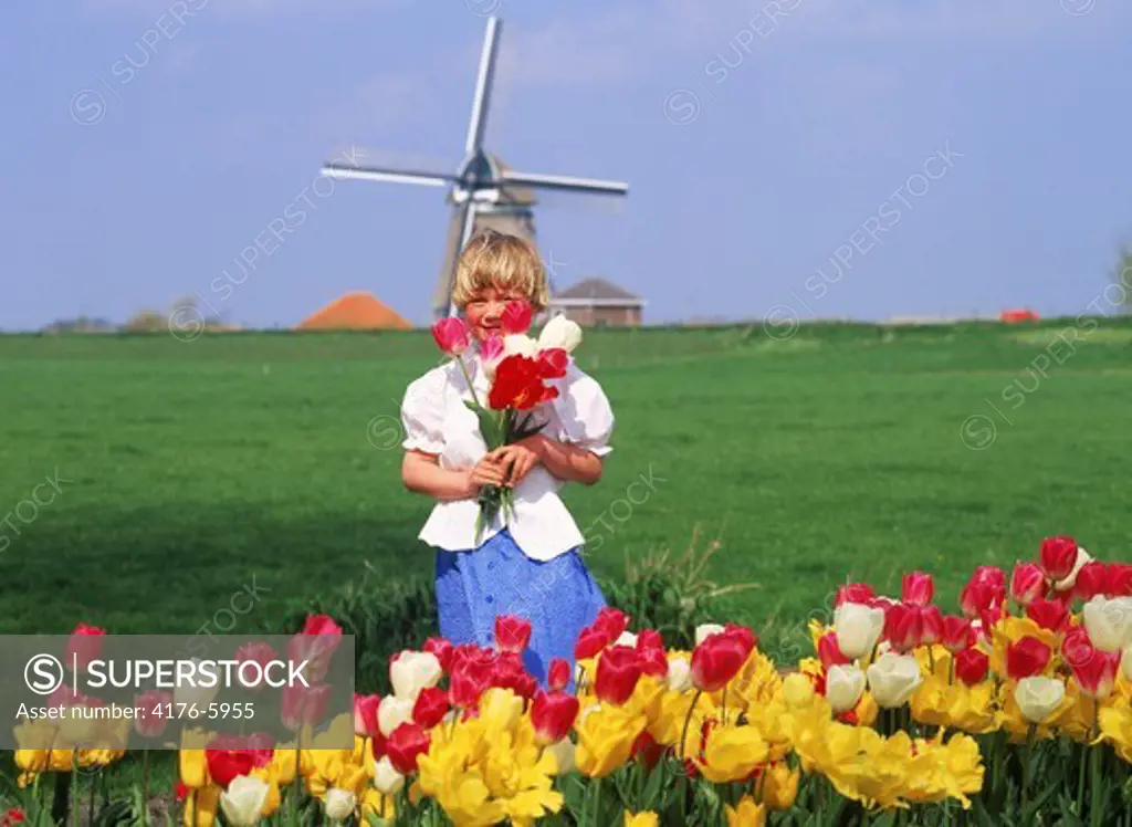 Dutch girl with tulips on farm in Holland with windmill