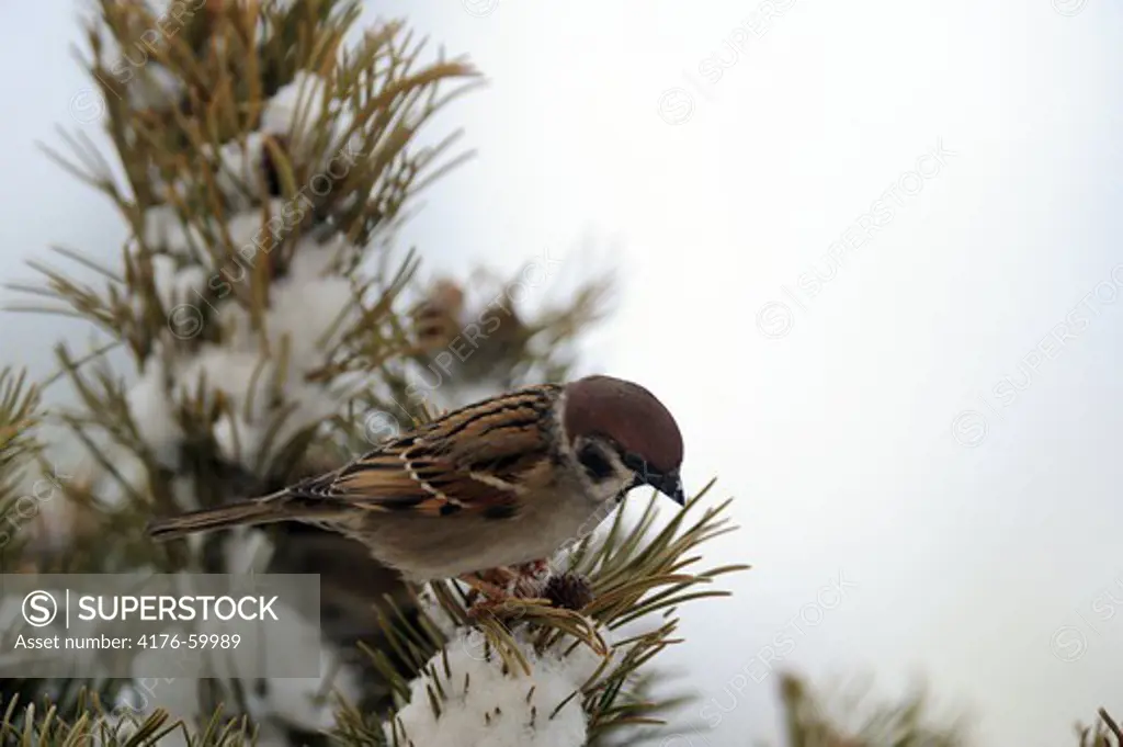 Tree sparrow, Vingaker, Sweden