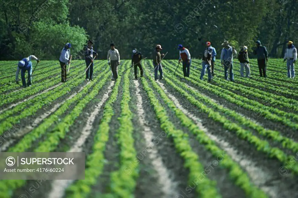 Immigrant farm labor working fields and farmlands in California