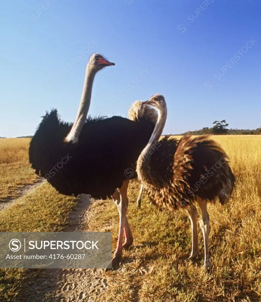 Male and female ostrich standing together in sunset