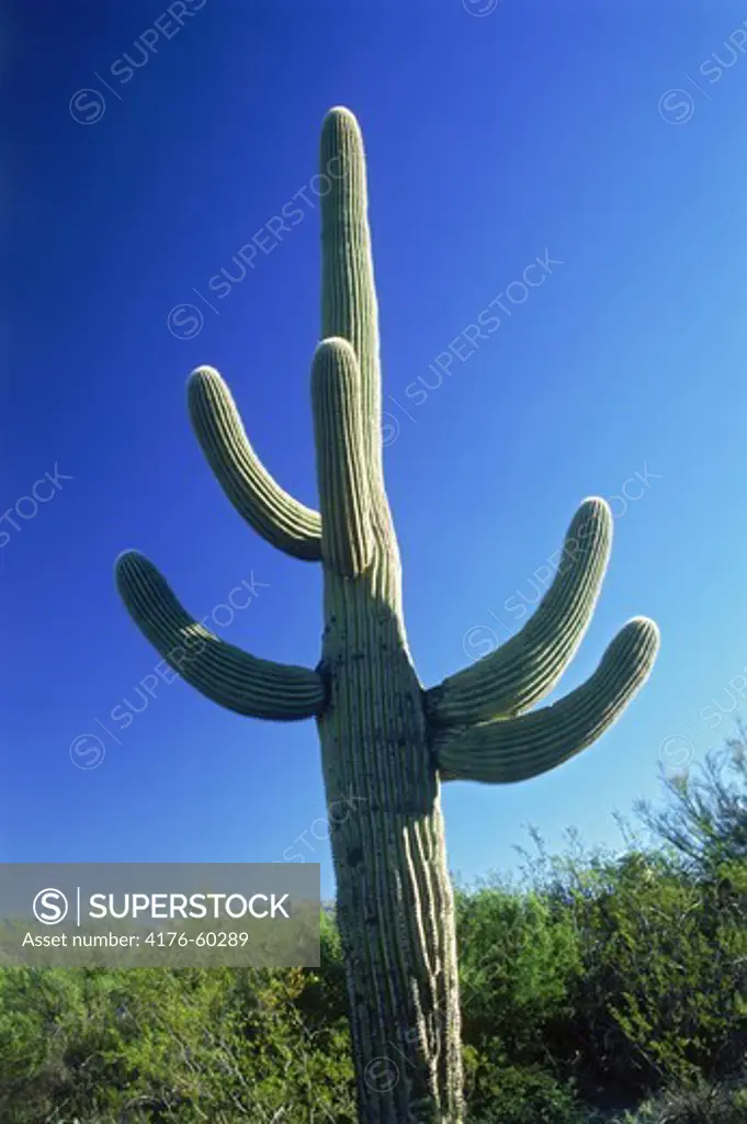 Saguaro cactus with arms reaching into blue California desert skies